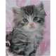 Kitten With Pink Feathers poster bij Stichting Superwens! - 1 - Thumbnail
