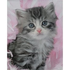 Kitten With Pink Feathers poster bij Stichting Superwens!