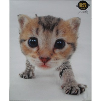 Hana Deka Club - Cat poster bij Stichting Superwens! - nr. 1