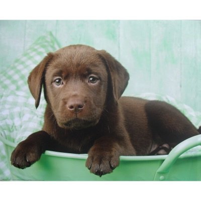 Dog in a Bucket poster bij Stichting Superwens! - nr. 1