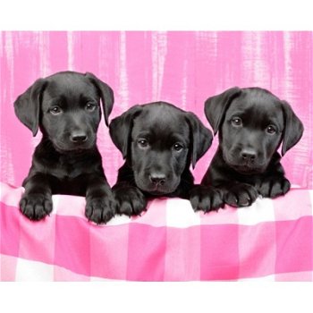 3 Dogs poster bij Stichting Superwens! - 1