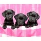 3 Dogs poster bij Stichting Superwens! - 1 - Thumbnail