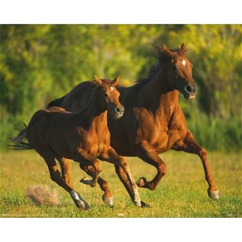 Paarden poster bij Stichting Superwens! - 1