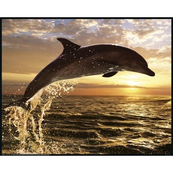Dolphin sunset poster bij Stichting Superwens! - 1