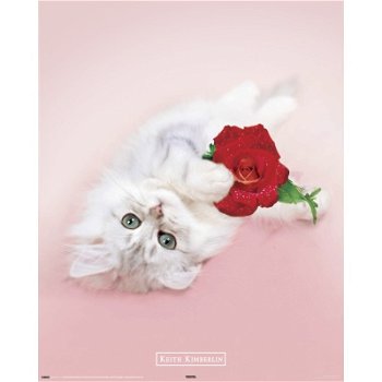 Keith Kimberlin - Kitten with red rose poster bij Stichting Superwens! - 1