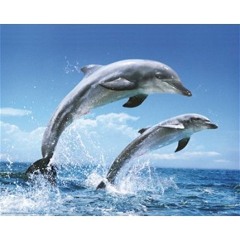 Dolphins jumping poster bij Stichting Superwens! - 1