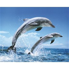 Dolphins jumping poster bij Stichting Superwens!