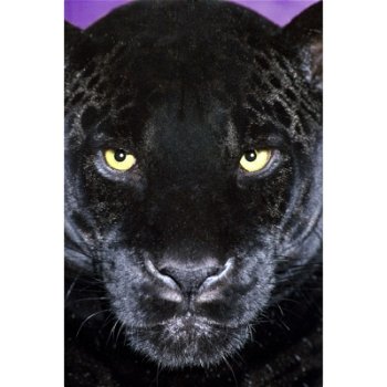 Panther poster bij Stichting Superwens! - 1