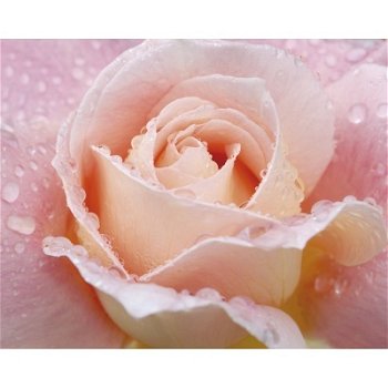 Roze roos poster bij Stichting Superwens! - 1