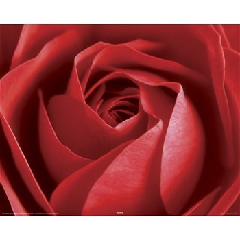 Rode roos poster bij Stichting Superwens! - 1