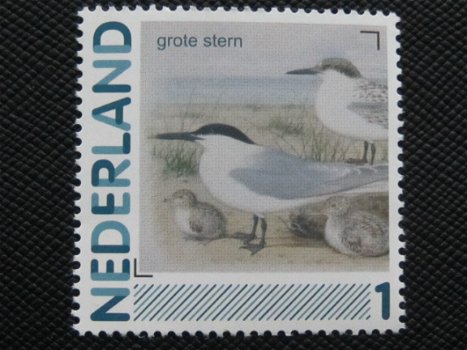 GROENLING, GROTE BONTE SPECHT, GROTE CANADESE GANS, GROTE KAREKIET, GROTE STERN, GRUTTO, HAVIK òf HO - 5