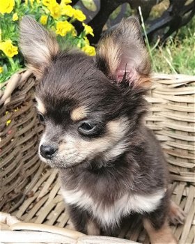 Lieve kleine Chihuahua pups zoeken een huisje. - 1