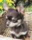 Lieve kleine Chihuahua pups zoeken een huisje. - 1 - Thumbnail