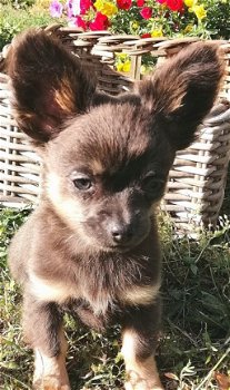 Lieve kleine Chihuahua pups zoeken een huisje. - 2