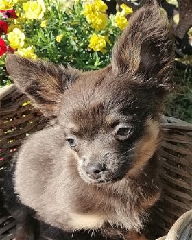 Lieve kleine Chihuahua pups zoeken een huisje. - 4