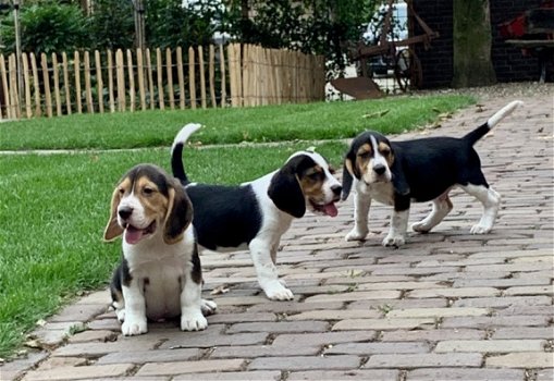 5 Mooie Beagle pups reutjes en teefjes te koop. - 1