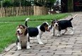 5 Mooie Beagle pups reutjes en teefjes te koop. - 1 - Thumbnail