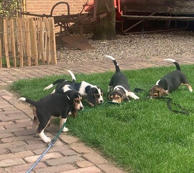 5 Mooie Beagle pups reutjes en teefjes te koop. - 2