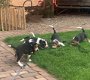 5 Mooie Beagle pups reutjes en teefjes te koop. - 2 - Thumbnail