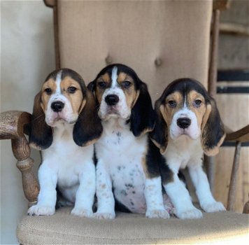 5 Mooie Beagle pups reutjes en teefjes te koop. - 3