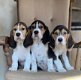 5 Mooie Beagle pups reutjes en teefjes te koop. - 3 - Thumbnail