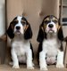 5 Mooie Beagle pups reutjes en teefjes te koop. - 4 - Thumbnail
