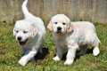 Mooie Golden retriever pups . - 3 - Thumbnail