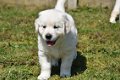 Mooie Golden retriever pups . - 5 - Thumbnail