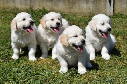 Mooie Golden retriever pups . - 6