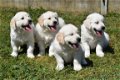 Mooie Golden retriever pups . - 6 - Thumbnail