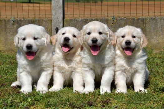 Mooie Golden retriever pups . - 7