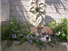 Prachtig Engelse Bulldogpups.