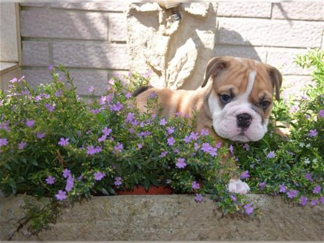 Prachtig Engelse Bulldogpups. - 5