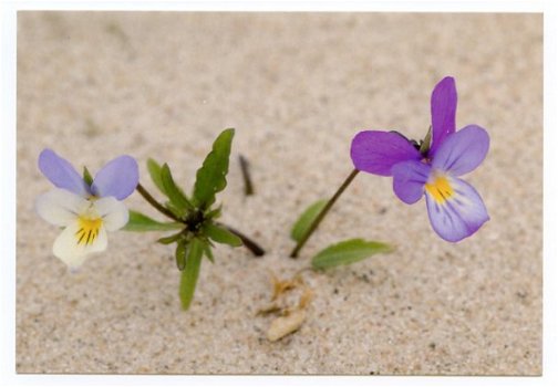 D058 Duinviool - Duinen van Goeree - 1