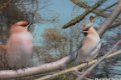 Vogelkaart 3D - 1 - Thumbnail