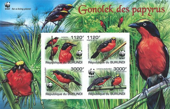 Postzegels Burundi - 2011 - Vogels (Blok) - 1