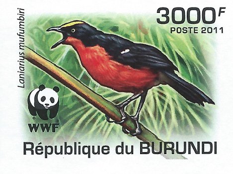 Postzegels Burundi - 2011 - Vogels (Blok) - 4