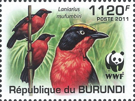 Postzegels Burundi - 2011 - Vogels (Blok) - 2