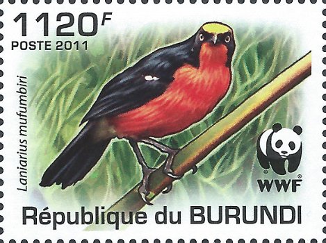 Postzegels Burundi - 2011 - Vogels (Blok) - 3
