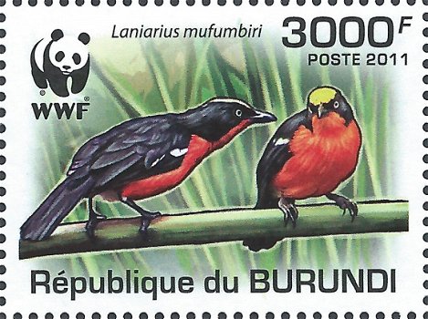 Postzegels Burundi - 2011 - Vogels (Blok) - 5