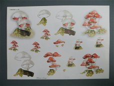 3D Knipvel (A4) --- PADDENSTOEL / PADDENSTOELEN --- WEKABO 583 --- DIVERSE SOORTEN