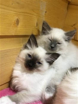 Zeer mooie ragdollkittens voor re homing - 1