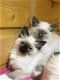 Zeer mooie ragdollkittens voor re homing - 1 - Thumbnail