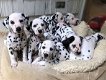 Dalmatische puppy's beschikbaar - 1 - Thumbnail