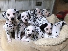 Dalmatische puppy's beschikbaar