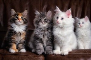 Mooie Maine Coon kittens te koop - 1