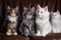 Mooie Maine Coon kittens te koop - 1 - Thumbnail