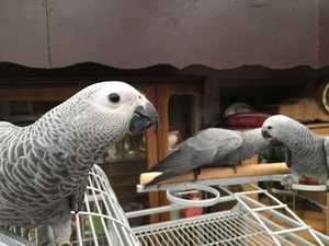 Mannelijke en vrouwelijke Afrikaanse grijze papegaaien te koop - 1