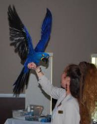 T en T Hyacinth Macaw Birds nu klaar