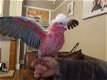 Zeer mooie baby galah kaketoe - 1 - Thumbnail